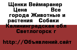 Щенки Веймаранер › Цена ­ 40 000 - Все города Животные и растения » Собаки   . Калининградская обл.,Светлогорск г.